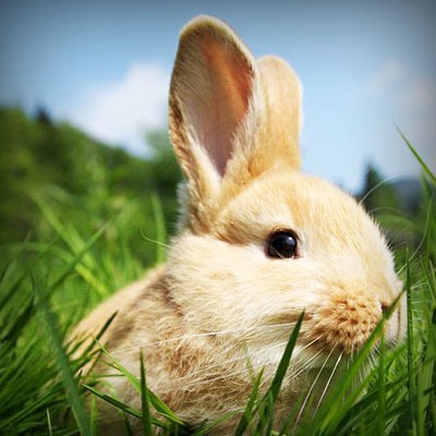 nyuszi a természetben